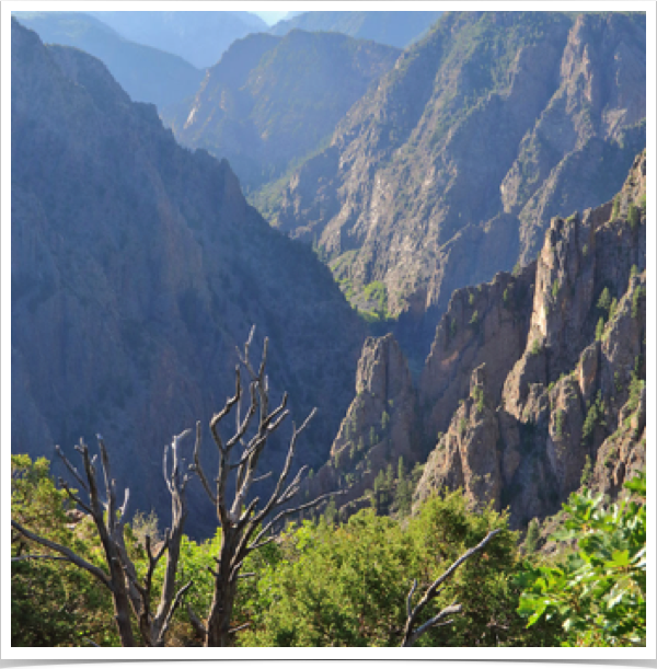 Black Gunnison